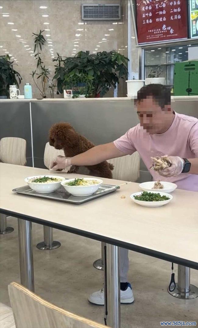男人饭铺就餐让宠物狗在餐桌进食