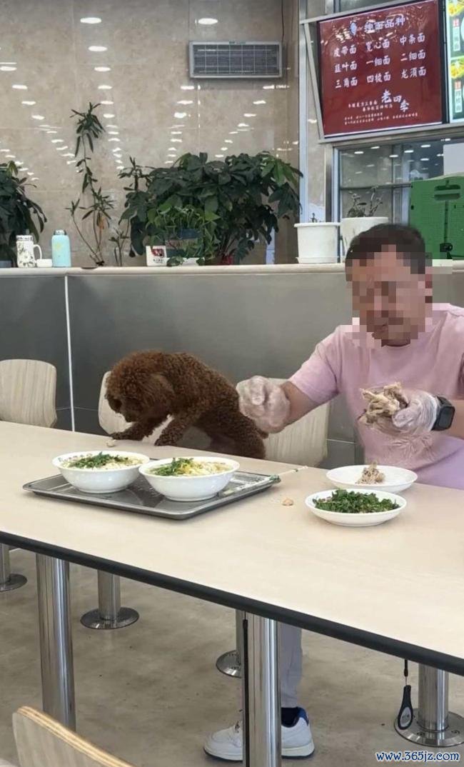 男人饭铺就餐让宠物狗在餐桌进食 激勉网友热议